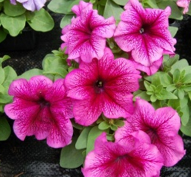 петуния крупноцветковая генетически  компактная petunia grandiflora
